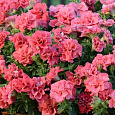 Петуния махровая Дуо Салмон Петуния махровая Дуо Салмон