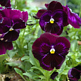 Виола крупноцветковая Колоссус Неон Виолет