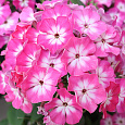 Петуния грандифлора Тритуния Пинк Петуния грандифлора Тритуния Пинк