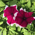 Петуния грандифлора Хулахуп Бургунди