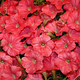Петуния ампельная F1 Изи Вейв	Корал Риф Петуния ампельная F1 Изи Вейв	Корал Риф