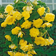 Бегония ампельная Йеллоу Бегония ампельная Йеллоу