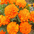 Бархатцы отклоненные Абрикос Примо