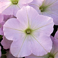 Петуния гибридная Трилоджи Лавендер Пинк Петуния гибридная Трилоджи Лавендер Пинк