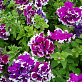 Петуния махровая	Пируэтт парпл Петуния махровая	Пируэтт парпл