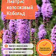 Лиатрис колосковый Кобольд Лиатрис колосковый Кобольд
