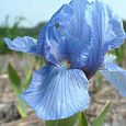 Ирис карликовый Blue Ирис карликовый Blue