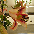 Лилия От гибрид Touch Лилия От гибрид Touch