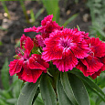 Гвоздика турецкая Батик