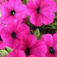Петуния ампельная F1 Парпл Вельвет Петуния ампельная F1 Парпл Вельвет
