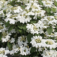 Калина складчатая Watanabe