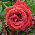 Роза чайно-гибридная Мейян Терракота Роза чайно-гибридная Мейян Терракота