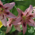 Лилия азиатская Леди Элайн