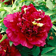 Пион древовидный Fragrant Champion