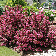 Вейгела цветущая Alexandra/ Wine and Roses Вейгела цветущая Alexandra/ Wine and Roses