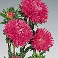 Астра июльская Розовая Астра июльская Розовая