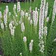 Лиатрис колосковый Альба Лиатрис колосковый Альба