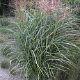 Мискантус китайский Пунктчен
