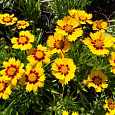 Кореопсис ланцетовидный Baby Gold