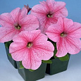 Петуния грандифлора Игл Пастел Пинк Петуния грандифлора Игл Пастел Пинк