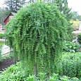 Лиственница японская Пендула Лиственница японская Пендула
