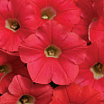 Петуния ампельная F1 Шок Вейв Корал Краш Петуния ампельная F1 Шок Вейв Корал Краш