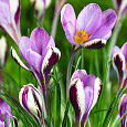 Крокус Ботанический Spring beauty Крокус Ботанический Spring beauty