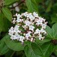 Калина складчатая Rotundifolium
