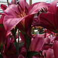 Лилия ОТ-гибрид Пурпл Принц Лилия ОТ-гибрид Пурпл Принц
