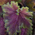 Гейхера гибридная Knock Out