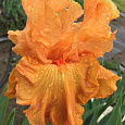 Ирис германский Orange  Rebloom Ирис германский Orange  Rebloom