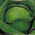 Капуста белокочанная Малахит  Капуста белокочанная Малахит