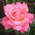 Роза чайно-гибридная Пинк Пис Роза чайно-гибридная Пинк Пис