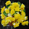 Бегония ампельная Йеллоу Бегония ампельная Йеллоу