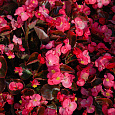 Бегония вечноцветущая бронзоволистная Бада Бум Роуз Бегония вечноцветущая бронзоволистная Бада Бум Роуз