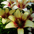 Лилия азиатская Танго Сесиль