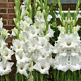 Гладиолус крупноцветковый Вайт Просперити Гладиолус крупноцветковый Вайт Просперити