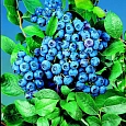 Голубика высокорослая Блюкроп Голубика высокорослая Блюкроп