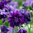 Аквилегия (Водосбор) Barlow Blue Barlow