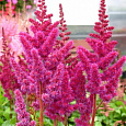Астильба японская Bremen Астильба японская Bremen