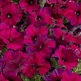 Петуния Фриллитуния бургунди Петуния Фриллитуния бургунди