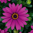 Остеоспермум Пэшн Пинк