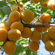 Абрикос обыкновенный Саратовский Рубин