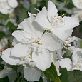 Чубушник (Жасмин садовый) Mrs E.L. Robinson Чубушник (Жасмин садовый) Mrs E.L. Robinson