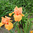 Ирис германский Orange  Rebloom Ирис германский Orange  Rebloom
