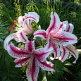 Лилия Восточная Tiger
