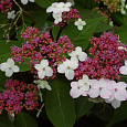 Гортензия пильчатая Rosalba