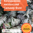 Кочедыжник ниппонский Сильвер Фолс