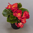 Бегония вечноцветущая бронзоволистная Найтлайф Ред Бегония вечноцветущая бронзоволистная Найтлайф Ред