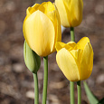 Тюльпан Йеллоу Кинг Тюльпан Йеллоу Кинг